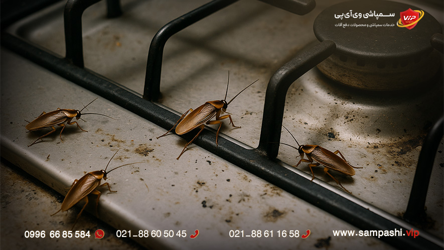 پیشگیری از بازگشت سوسک های آلمانی