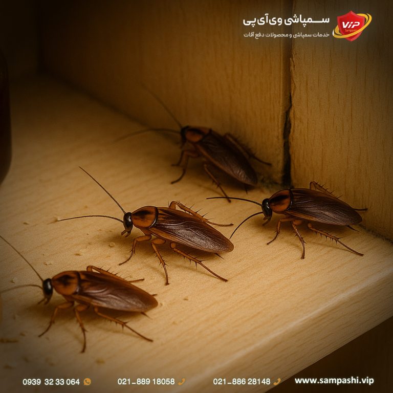 همه چیز درباره سوسک آلمانی