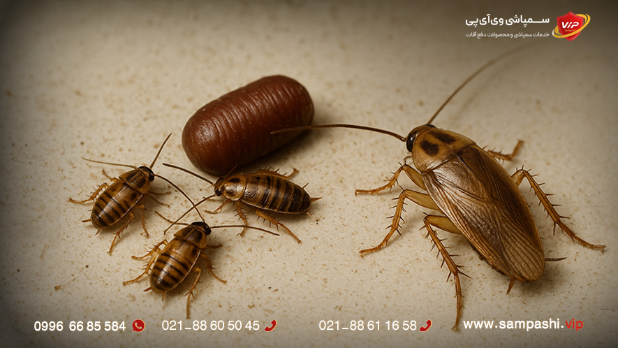 چرخه زندگی و سرعت تکثیر سوسک آلمانی