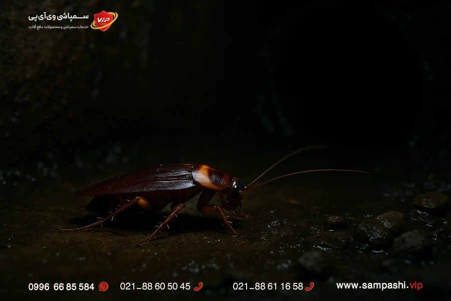 از بین بردن سوسک فاضلابی