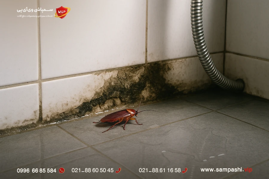 از بین بردن سوسک آمریکایی