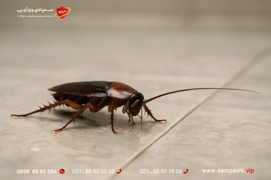 از بین بردن سوسک فاضلاب