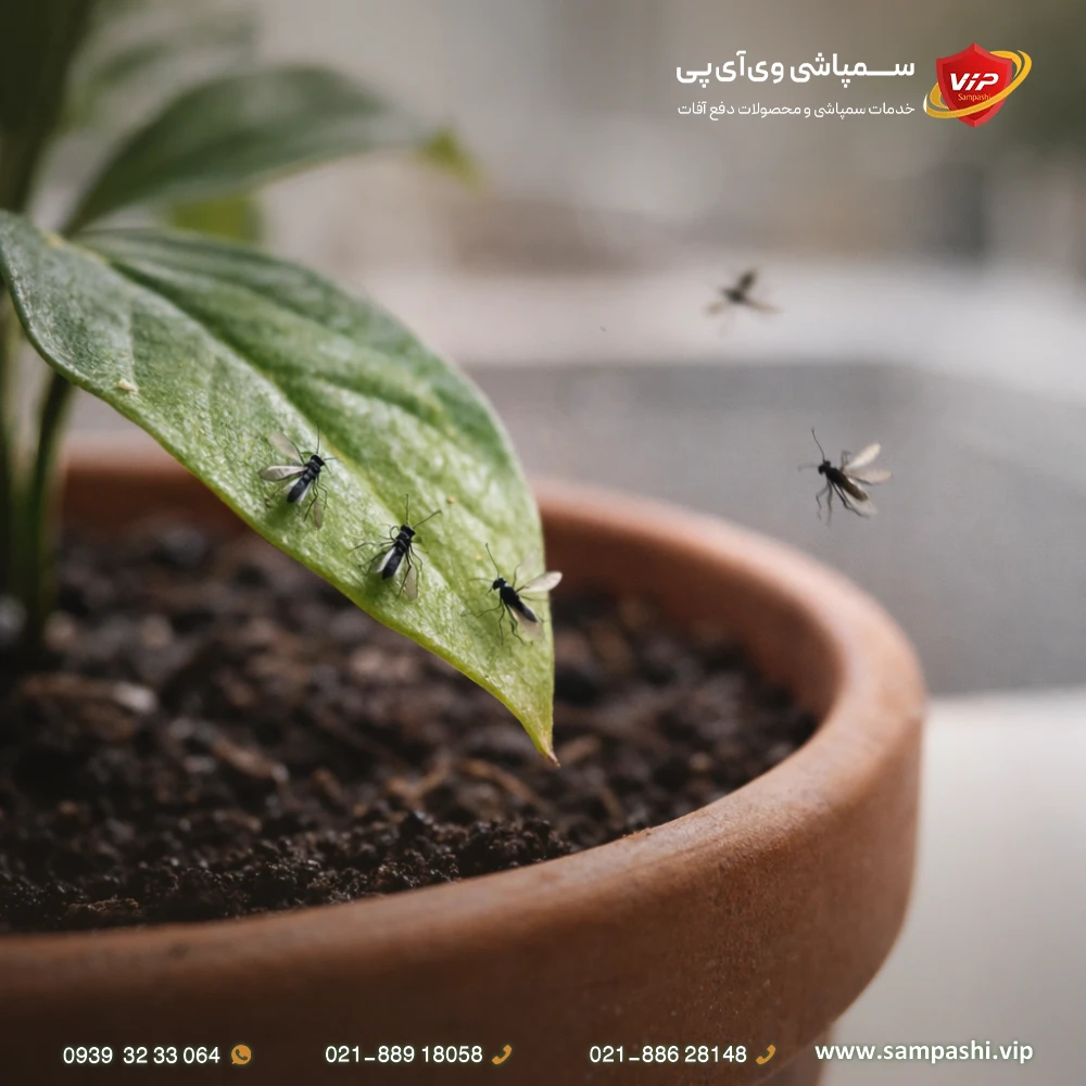 پشه های ریز سیاه