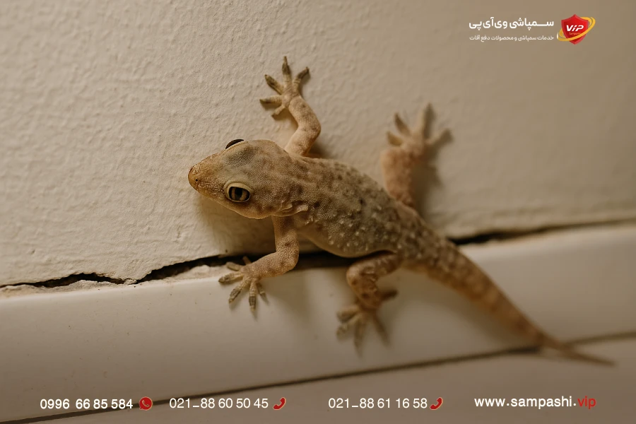 طرز کشتن مارمولک در خانه