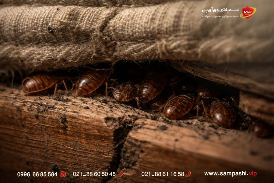 آیا واقعاً گوگرد برای ساس خوبه؟