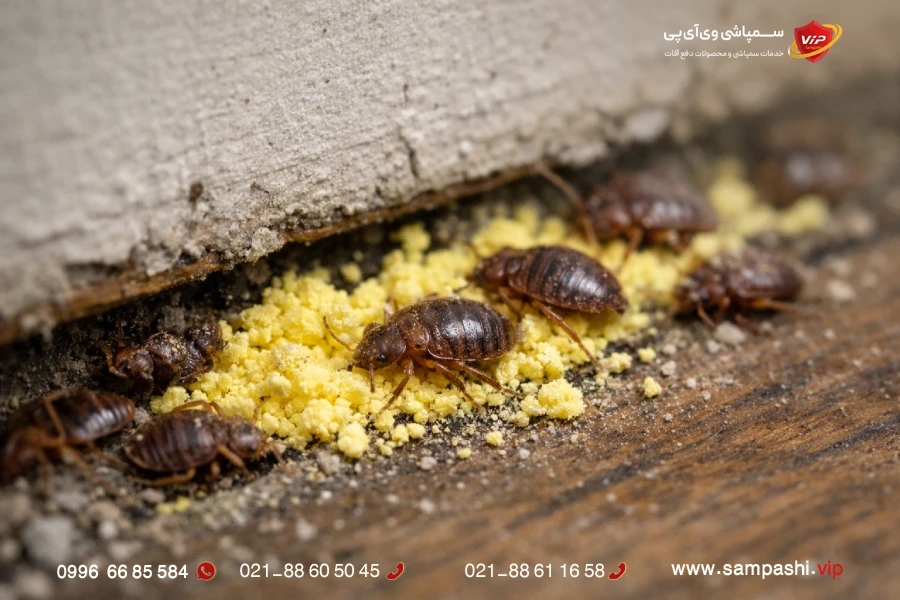 انواع گوگرد برای ساس